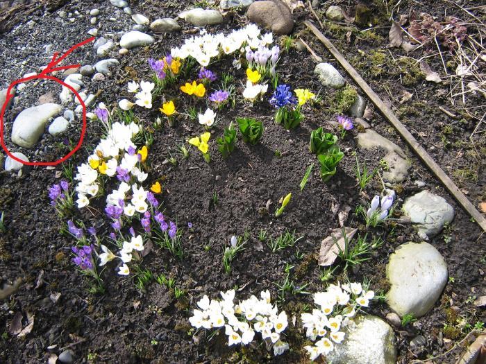 Фрагмент альпинария (цветут крокусы) с самым большим муравейником сервиформик (к